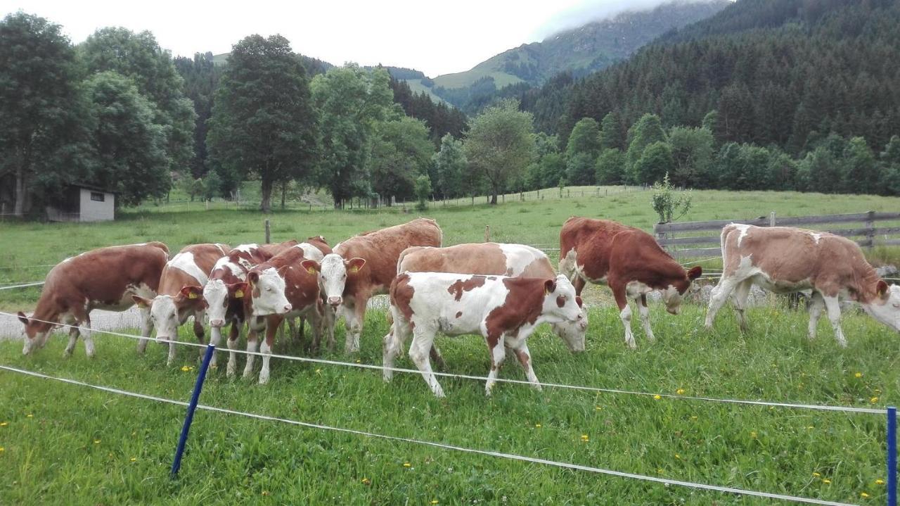 Schiessling Hof Farm stay *