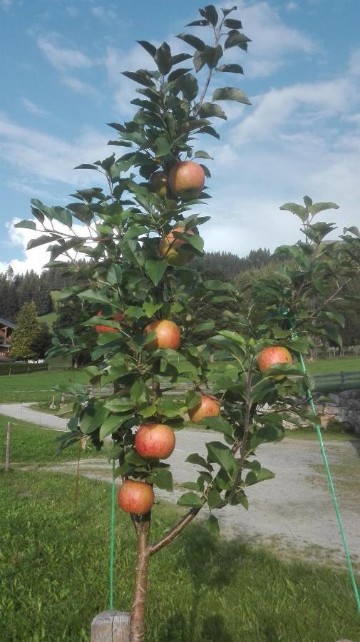 Farm stay Schiessling Hof *